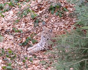 Guest house 29703302 - Apartment Bavaria - Hotel Dreisonnenberg