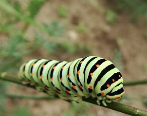 Guest house 298301 - Holiday property Achterhoek - Vakantiehuis in Dinxperlo