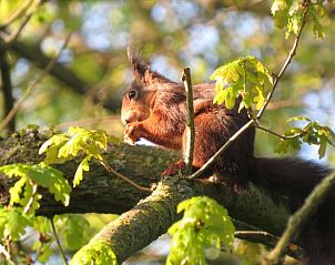 Guest house 322416 - Holiday property Veluwe - Vakantiehuisje in Hulshorst