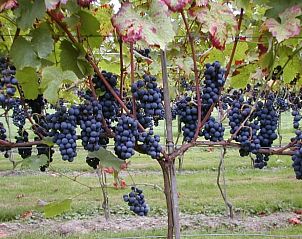 Rijpe druiven in de wijngaard bij Vakantiehuisje in De Steeg, Veluwe, Gelderland.