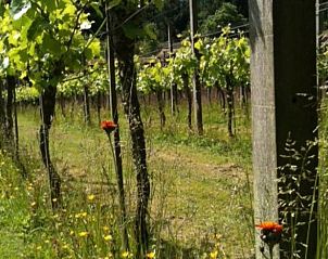 Wilde bloemen sieren de wijngaard bij Vakantiehuisje in De Steeg, Veluwe, Gelderland.