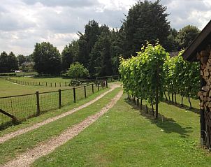 Landelijke oprit naar Vakantiehuisje in De Steeg, Veluwe, langs groene wijngaard.