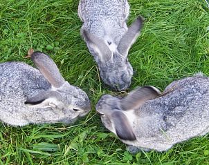 Guest house 32403302 - Holiday property Bavaria - Niederauer Hof