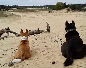 Dogs enjoy the sand drifts near vacation home Hoog Soeren, Veluwe.