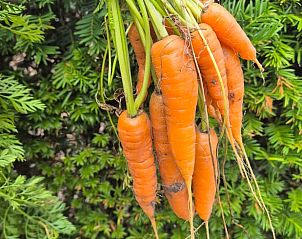 Guest house 328206 - Holiday property Veluwe - Huisje in Barneveld