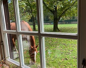Uitzicht op grazend paard vanuit Huisje in Houtdorp, Ermelo, Veluwe, Gelderland.