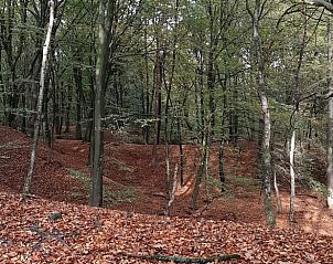Prachtig bos in de omgeving van Huisje in Houtdorp, Ermelo, Veluwe, Gelderland.