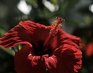 Verblijf 34016003 - Vakantie appartement Mallorca - Prinsotel La Caleta