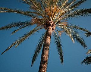 Verblijf 34016003 - Vakantie appartement Mallorca - Prinsotel La Caleta