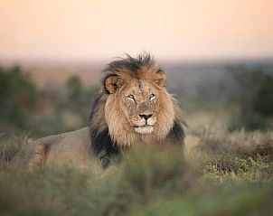 Verblijf 3426401 - Vakantiewoning Oost-Kaap - Kuzuko Lodge