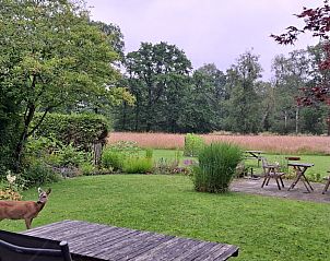 Hert in de tuin van bed & breakfast DE DOBBE in Glimmen, Groningen voor een natuurlijke ervaring.