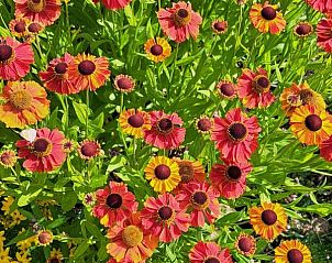 Kleurrijke bloemen in de tuin van bed & breakfast DE DOBBE in Glimmen, Groningen.