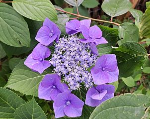 Paarse bloemen in de tuin van bed & breakfast DE DOBBE in Glimmen, Groningen.
