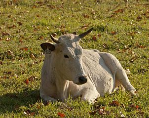 Verblijf 4126601 - Vakantie appartement Kwazoeloe-Natal - Whispering Waters