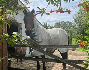 Unterkunft 433405 - Ferienhaus Noordoost Brabant - Vakantiehuisje in Escharen