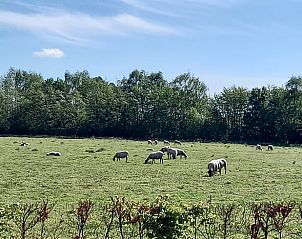 Guest house 446102 - Holiday property West Brabant - Vakantiehuis in Galder