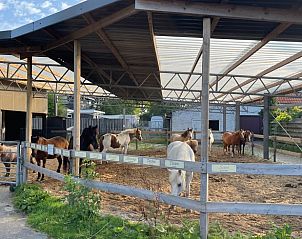 Ferienhaus in Kwadijk mit Pferdestall, gelegen in der lndlichen Umgebung der IJsselmeerkste, Nordholland.