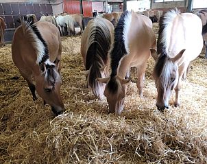 Unterkunft 463901 - Ferienhaus IJsselmeerkust - Huisje in Kwadijk