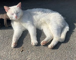 Unterkunft 463901 - Ferienhaus IJsselmeerkust - Huisje in Kwadijk