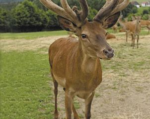 Guest house 5003301 - Apartment Bavaria - Panorama-Hotel am See