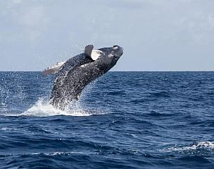 Verblijf 5025102 - Bed and breakfast New England - Old Harbor Inn