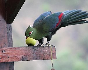 Guest house 5027220 - Holiday property West-Kaap - The Tops