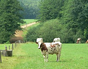 Natuur rondom de Witker vakantiehuis in Ootmarsum, Twente met grazende koeien.