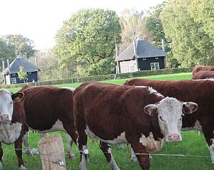 Koeien in de omgeving van De Klaproos met Hottub, Notter, Twente, vakantiehuis.