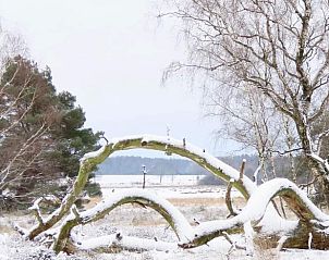 Hangstoel onder een boom bij vakantiehuis Manderveen, perfecte plek voor ontspanning in Twente.