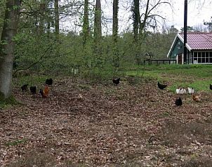 Guest house 525104 - Holiday property Twente - Huisje in Buurse