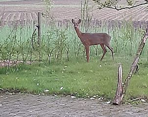 Guest house 526208 - Holiday property Twente - Huisje in Hengevelde