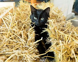 Guest house 526208 - Holiday property Twente - Huisje in Hengevelde