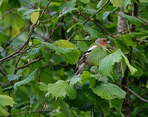 Guest house 527202 - Holiday property Twente - Huisje in Vriezenveen