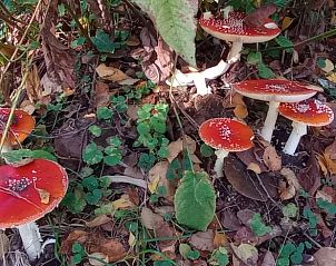 Guest house 527202 - Holiday property Twente - Huisje in Vriezenveen