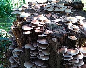 Guest house 527202 - Holiday property Twente - Huisje in Vriezenveen