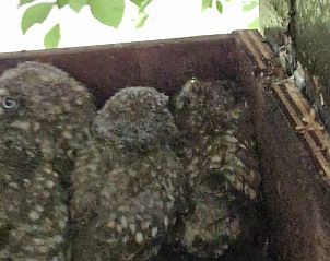 Guest house 530306 - Holiday property Salland - Huisje in Schalkhaar