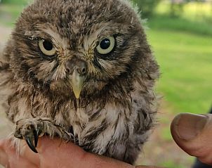 Guest house 530306 - Holiday property Salland - Huisje in Schalkhaar