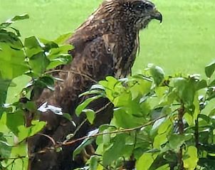 Guest house 530306 - Holiday property Salland - Huisje in Schalkhaar