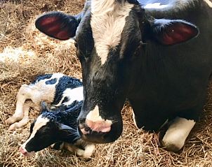 Verblijf 530608 - Vakantiewoning Salland - boerderijhuisje.nl