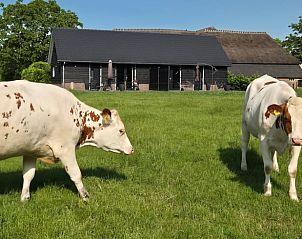 Landelijke omgeving van Huisje in Olst, vakantiehuis met grazende koeien, Salland, Overijssel
