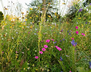 Wilde bloemen bij Huisje in Collendoorn, Vechtstreek. Vakantiehuis met natuurlijke schoonheid in Overijssel.
