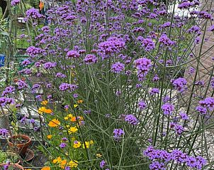 Kleurrijke bloemen in de tuin van Vakantiehuisje in Kalenberg, Overijssel.