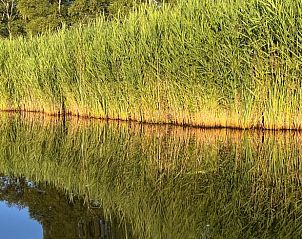 Rietlandschap weerspiegeld in het water bij Vakantiehuisje in Kalenberg, Overijssel.