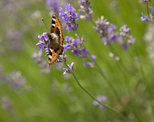 Guest house 5611804 - Apartment Vorarlberg - n Apartments Hotel