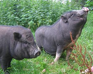 Guest house 600847 - Chalet Schouwen-Duiveland - Chalet Aqua