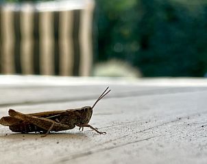 Guest house 600905 - Chalet Schouwen-Duiveland - Vakantiewoning Populierenlaan 13, "Veldzicht"