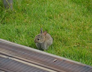 Guest house 602018 - Holiday property Schouwen-Duiveland - Buitenplaats Oudendijke 4 persoons