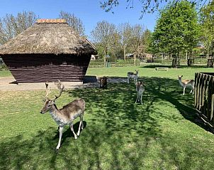 Guest house 603418 - Holiday property Schouwen-Duiveland - ZE836