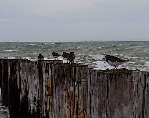 Guest house 620390 - Bungalow Walcheren - Vakantiehuis Joossesweg 191