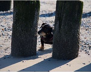 Guest house 620504 - Holiday property Walcheren - Galgewei 16